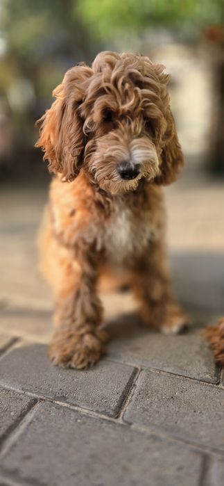 Cockapoo / chłopczyk