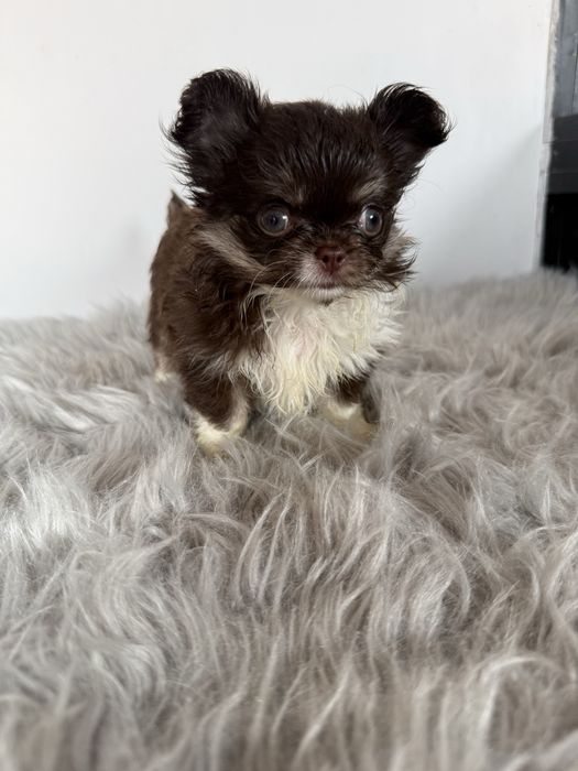 “MENINA“ Chihuahua “MINI” de bolsa , pêlo longo