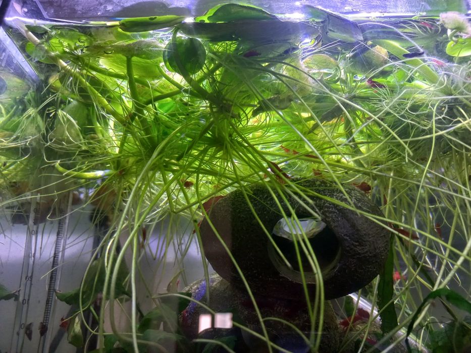 Planta aquario Amazon Frogbit (Limnobium laevigatum)