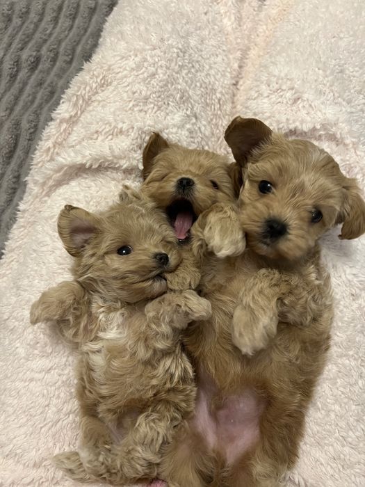 Мальтіпу міні та мікро