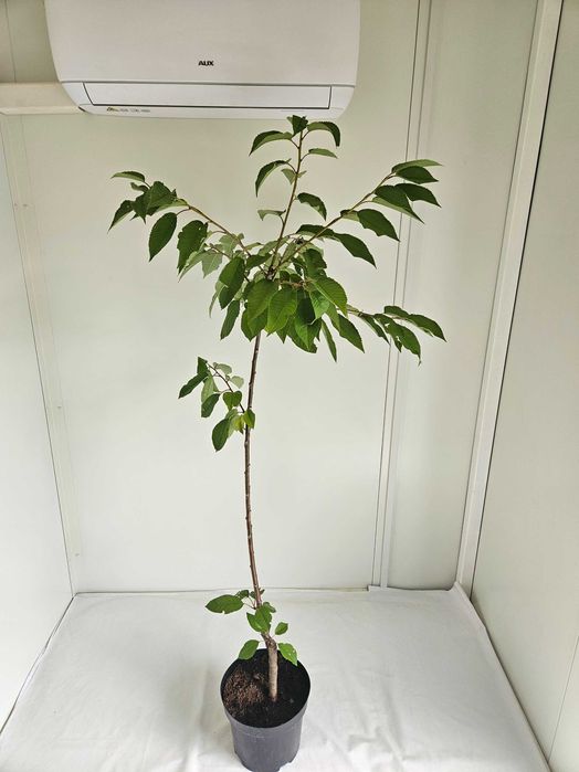 Czereśnia Repina 110cm drzewko owocowe C4 + nawóz gratis