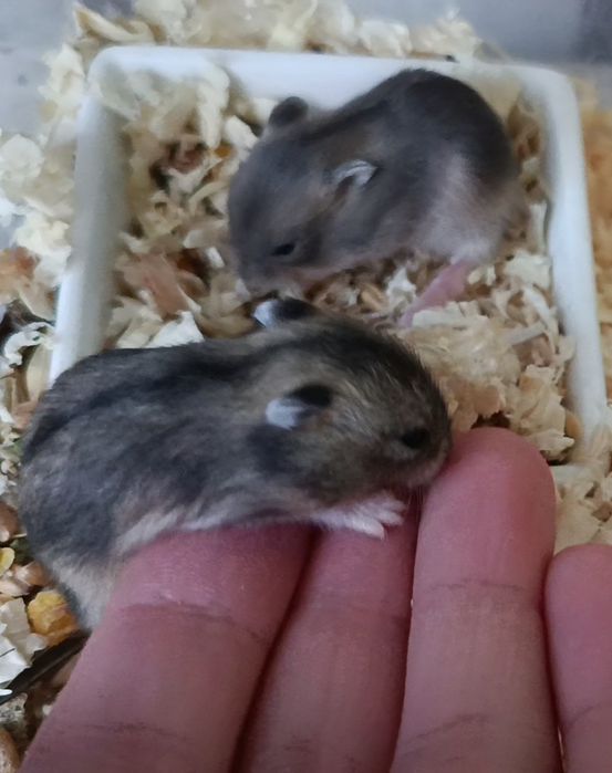 4 młode chomiczki dżungarskie