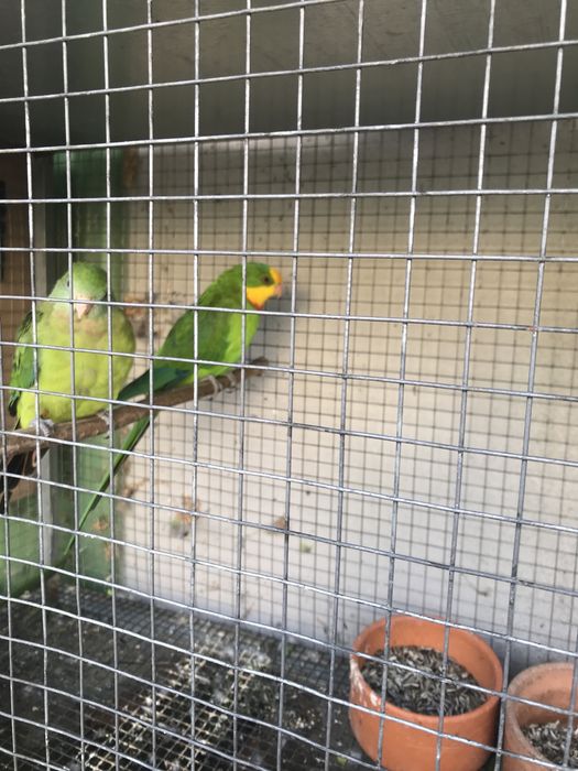 Cedo casal de barrabands
