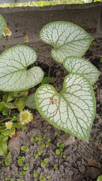 Брунера.              .