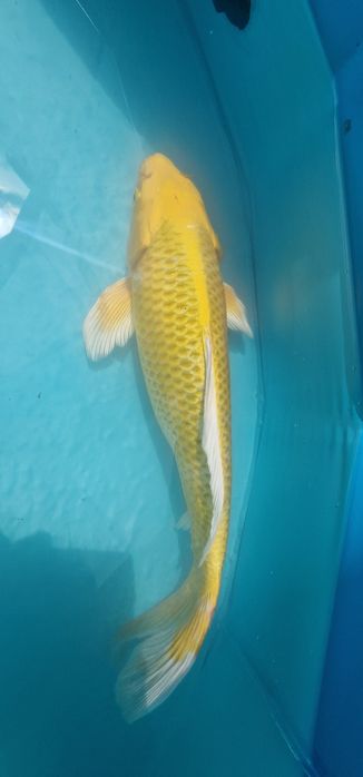 Carpa koi com 31cm