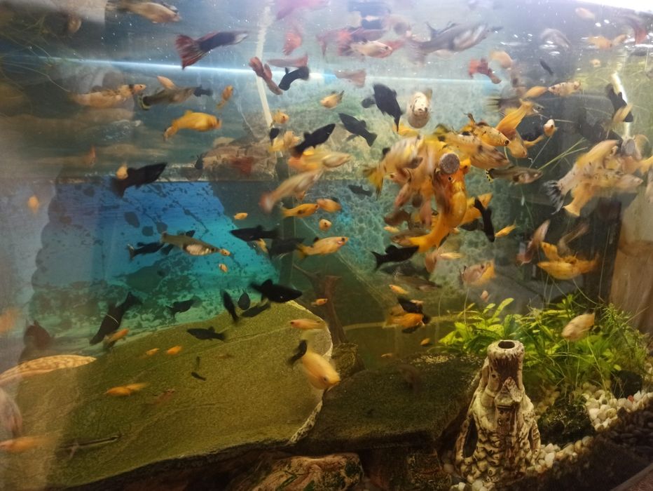 Ryby akwariowe..