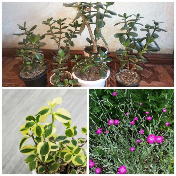 Цветы обмен. Денежное дерево, крассула, пеларгония, суккуленты