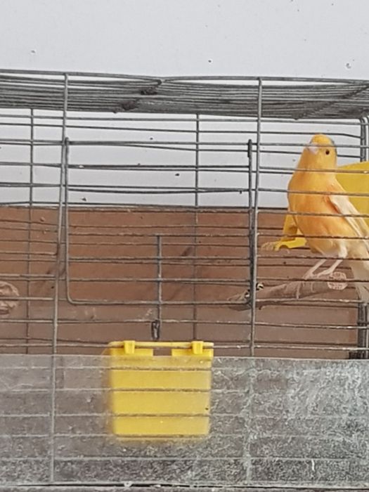 Клітки для канарейки.