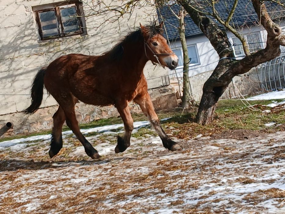 Klaczka dziesięciomiesięczna zimnokrwista