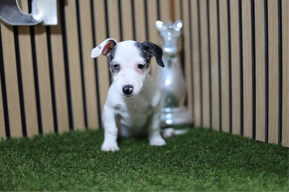 Jack russell merle
