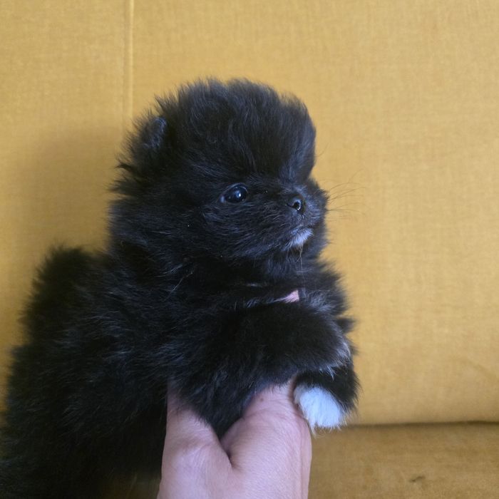 Szpic miniaturowy pomeranian suczka 2 już do odbioru
