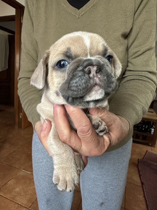 Buldogue Francês macho