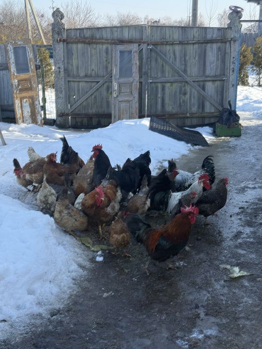 Інкубаційне яйце мішаних домашніх курей