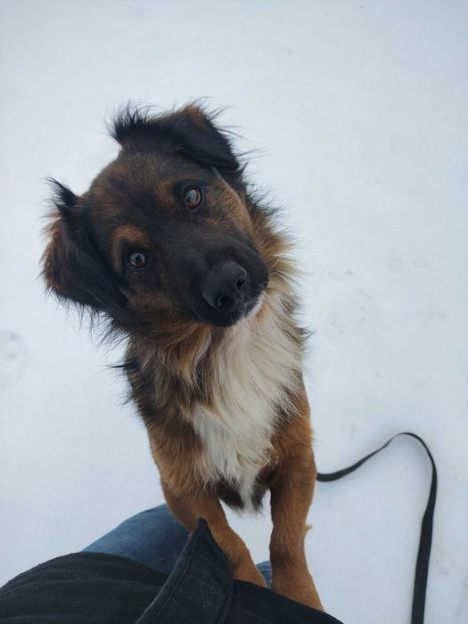 Belson - piesek szuka domu