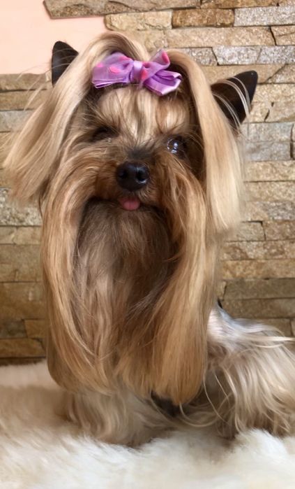 Міні йорк запрошує на вязку