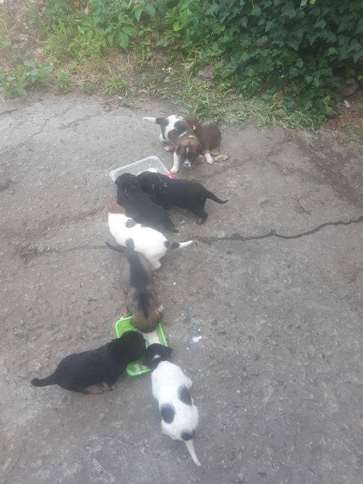 Віддам в добрі руки!