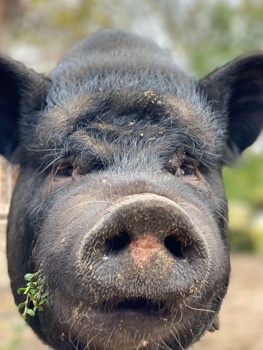 Продам в’єтнамських свиноматок