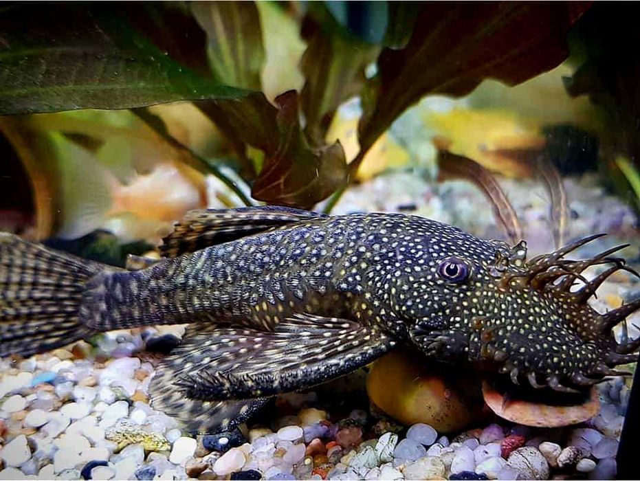 Ancistrus Macho Adulto