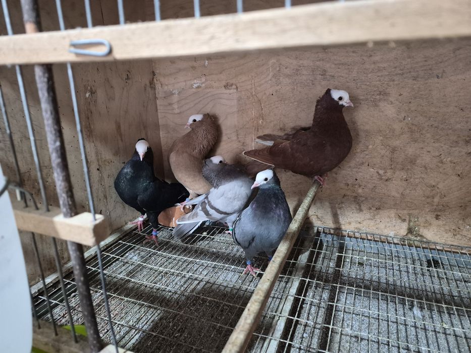 Disponíveis Tremedor de Stargard  Bruneres  Mookes  Frizadas carrieres