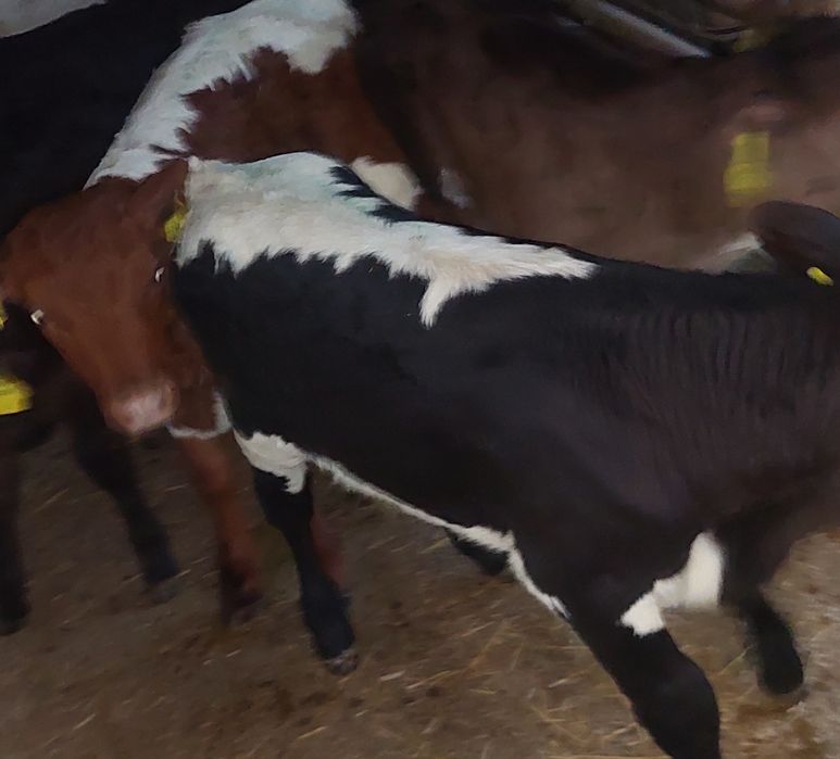 Byczki miesne Cełujki