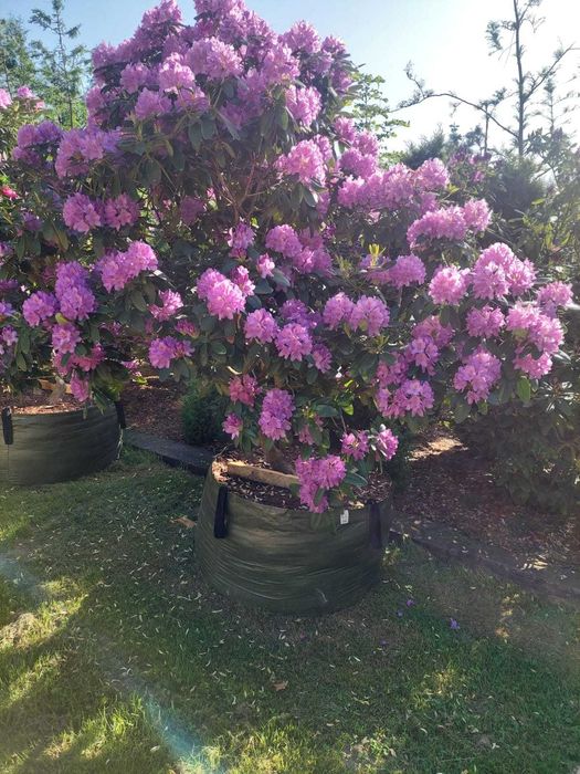 Rhododendron, różanecznik
