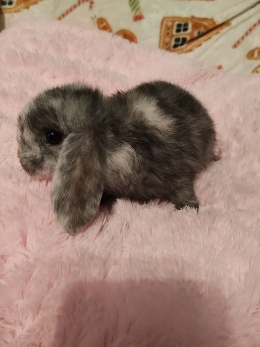 Sprzedam samiczkę mini lop