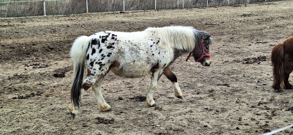 Landrynka szuka domu adopcyjnego
