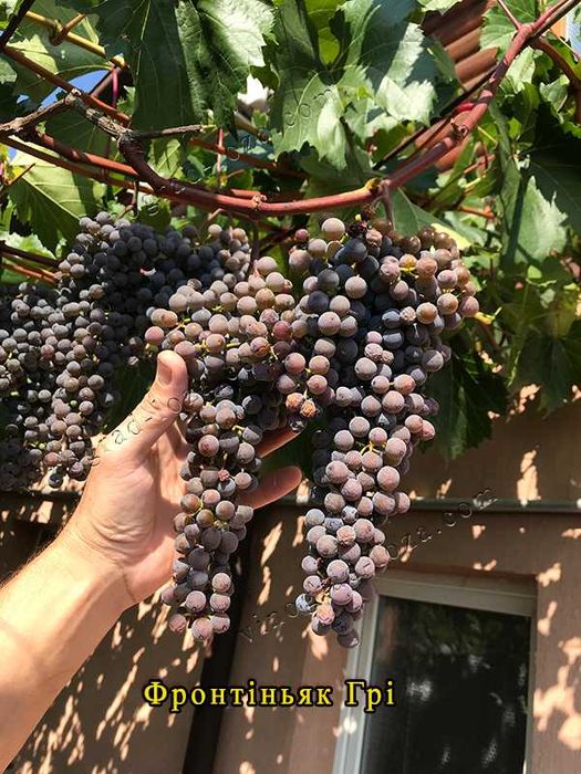 Виноград для соку та вина (саджанці технічних сортів)