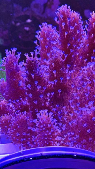 Лобофітум (корал в морський акваріум).