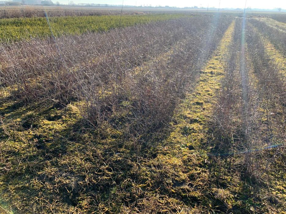 Sadzonki miododajne Śliwa tarnina 30 - 70cm