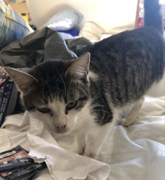 Nicolau, Um gatinho que ainda procura a sua família