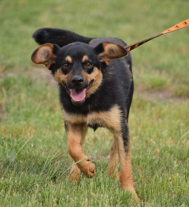 Energiczny Iti szuka swojego człowieka!