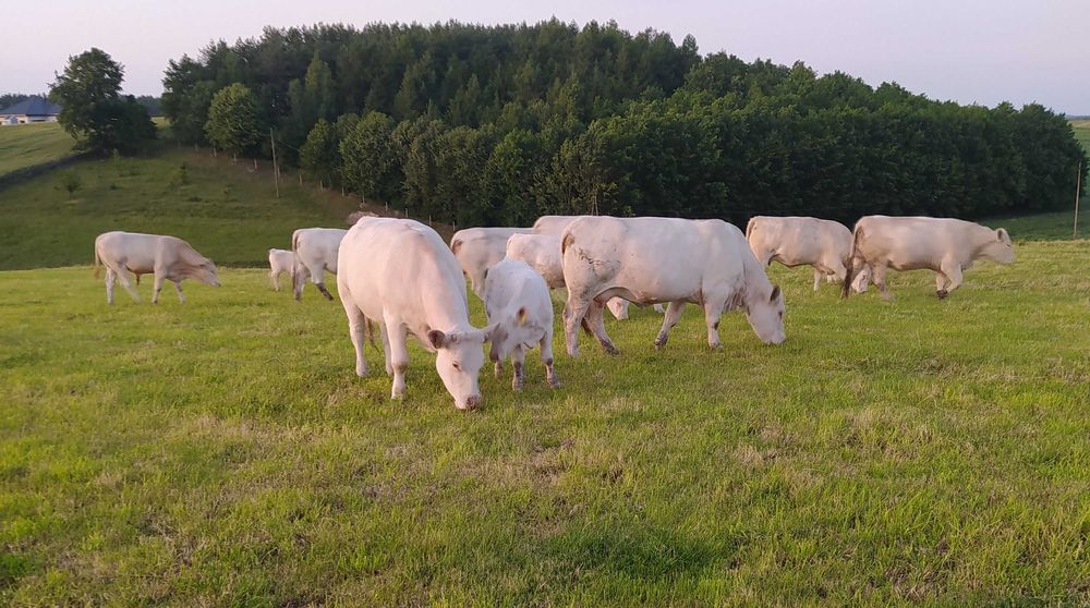 Charolaise Jałówki i krowy  100 %=rasy