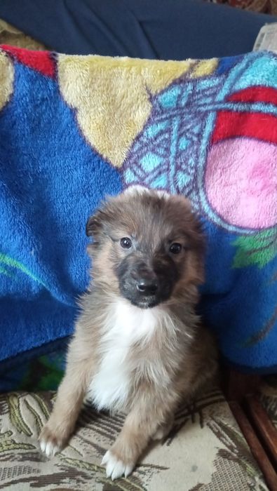 Милі цуцики шукають люблячу родину