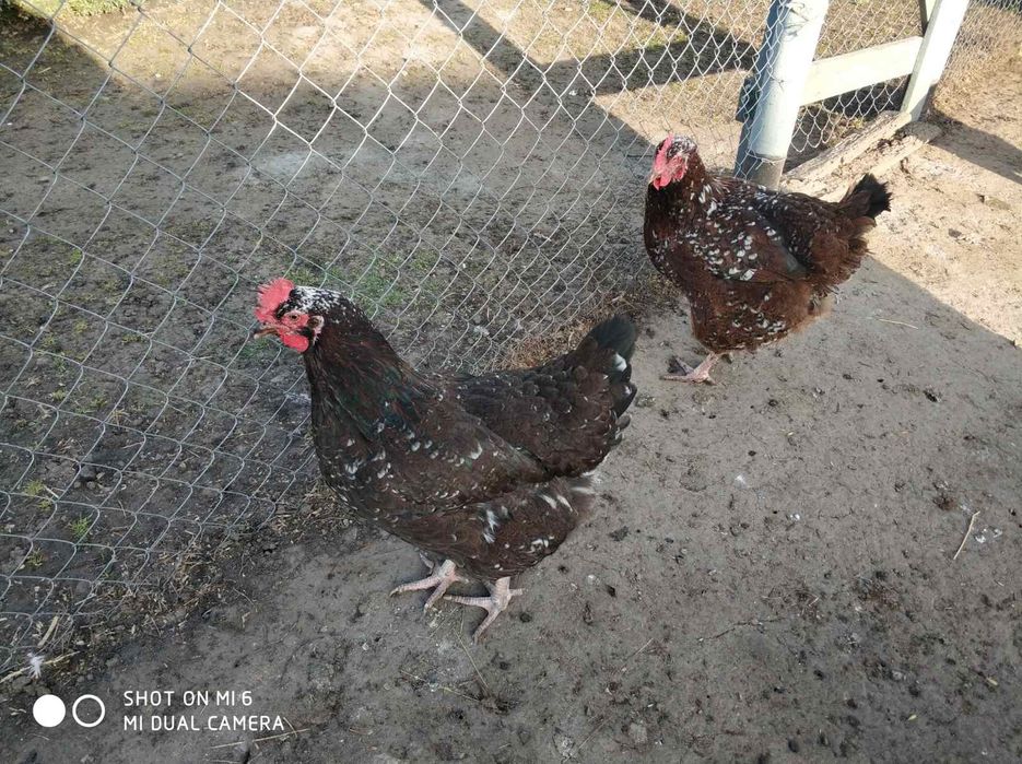 Кури лівенські ситцеві (інкубаційне яйце)