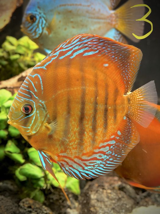 Discus M, L e XL