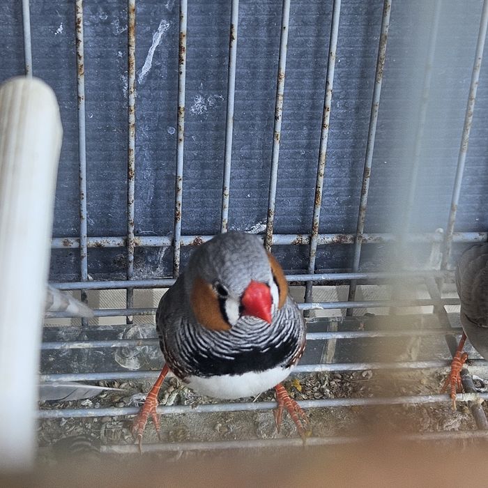 Casal de mandarins