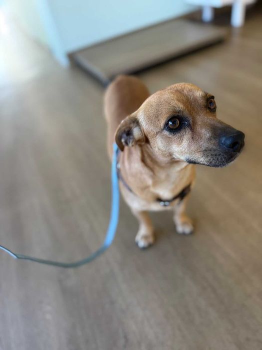 Buddy para adoção responsável