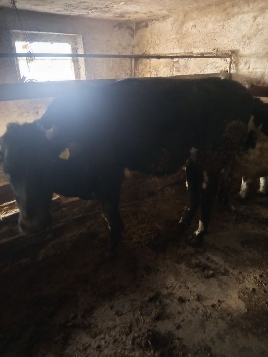 Jałówka półtora roku