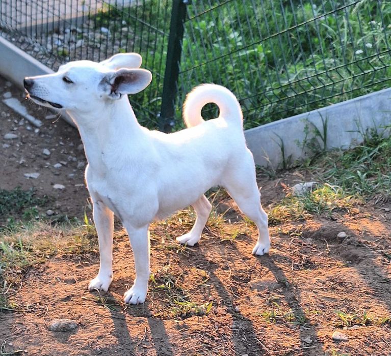 Urocza i energiczna Coco szuka domu