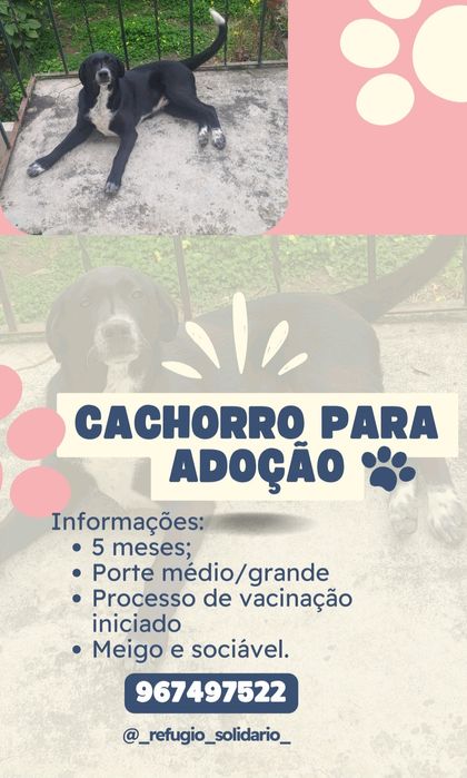 Cão / cachorro preto e branco para adoção