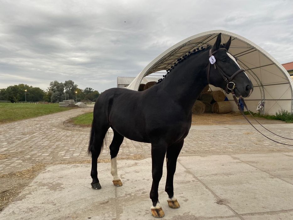 Stanówka Ogier Śląski Aster-3