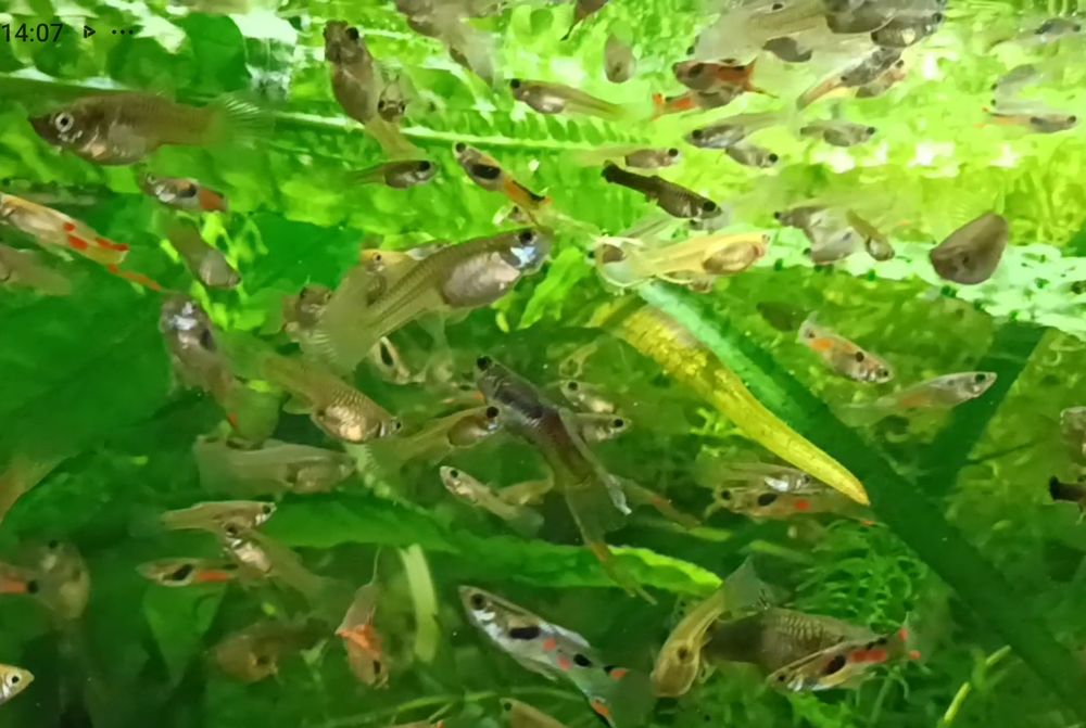 Gupiki endlera  młode