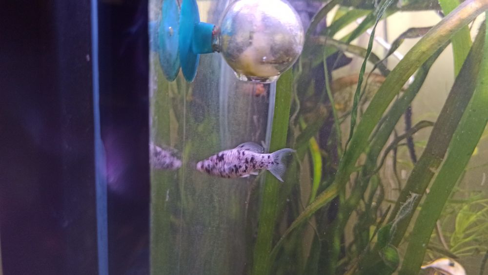 molinezje black moli, calipso, żółto czarna