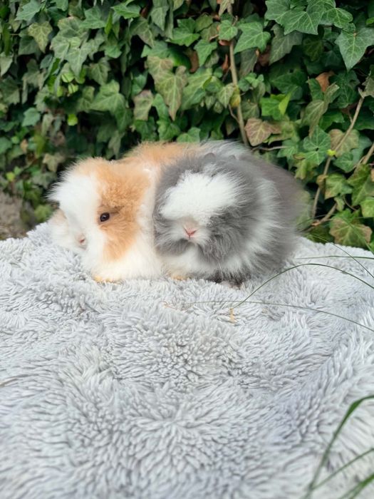 Króliki Teddy puszyste metryka