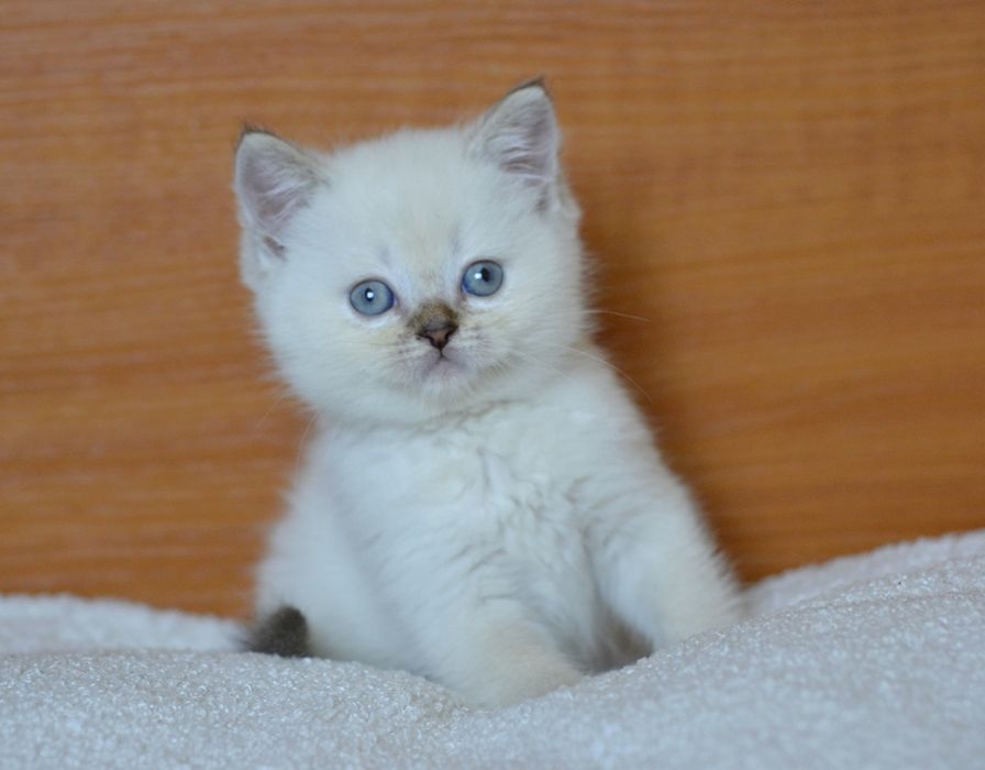 Котик красунчик ніжний шотландець