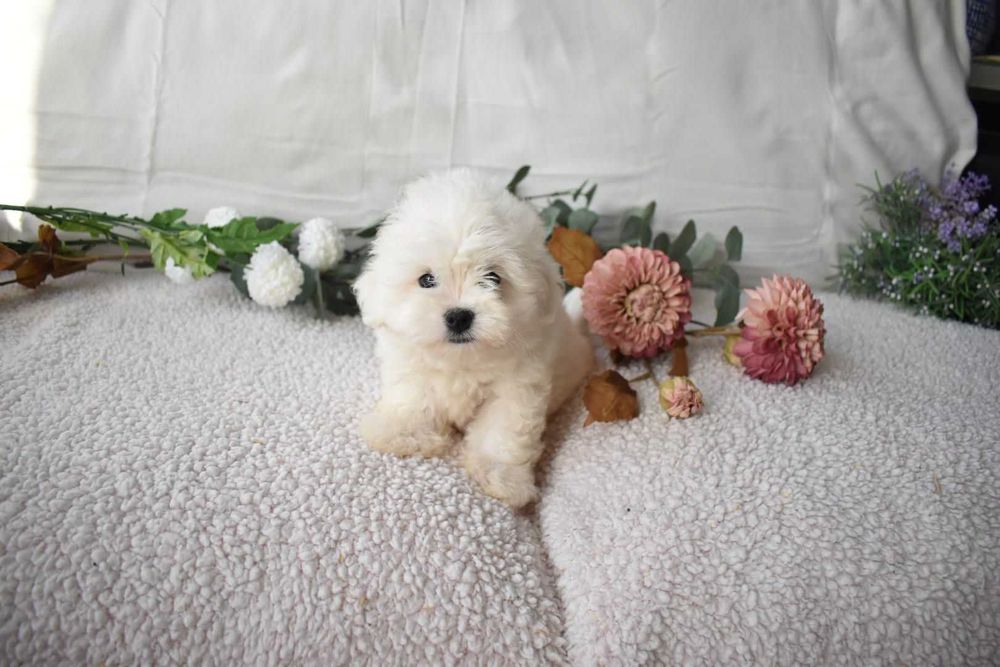 Bichon maltês. Super Mini. Maravilhoso. Branco. Menino.