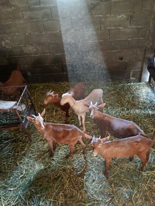 Vendo cabras para criar