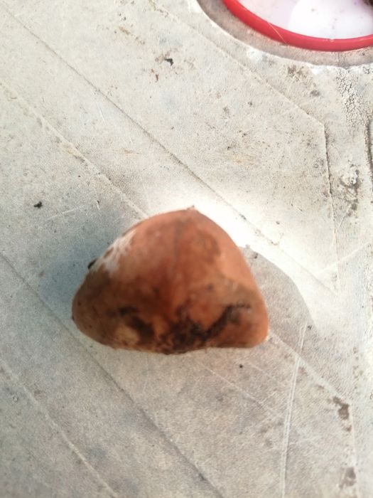 Semente de Planta mini jarros