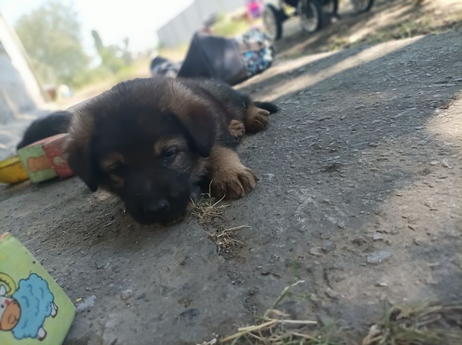 Продам щенков немецкой овчарки